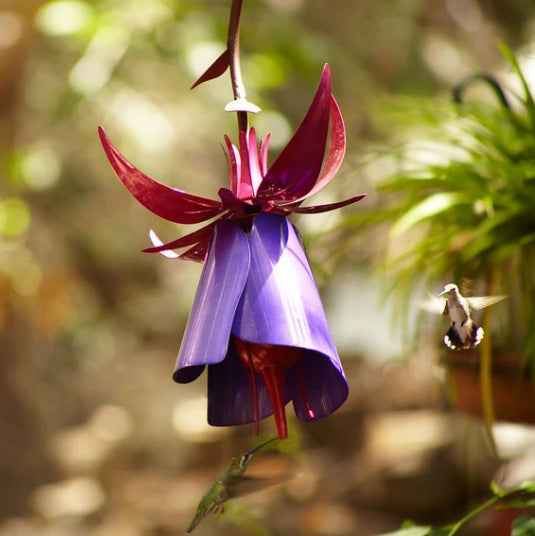 Sensation Pink Coneflower Bird Feeder - - Pets Crazy Shops -