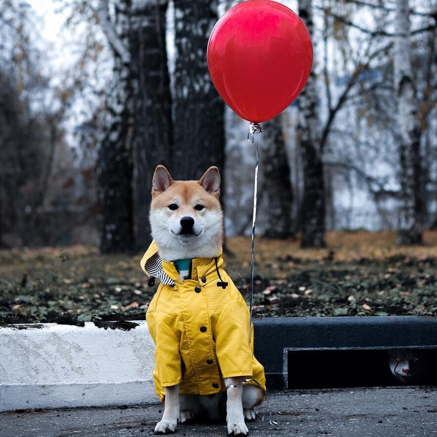 Dog Raincoat Pet Clothes Dog Clothes Rain Water - - Pets Crazy Shops -