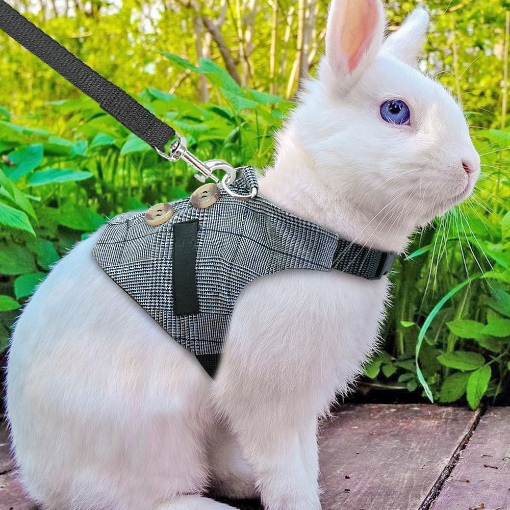 Rabbit leash rabbit dress  -  - Pets Crazy Shops -