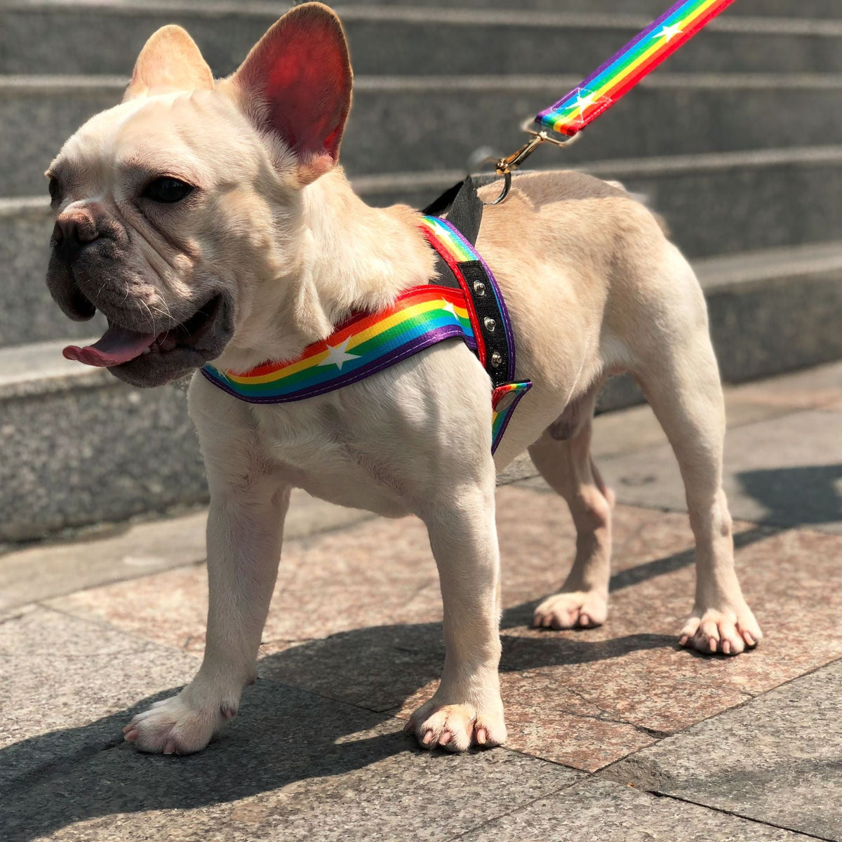 Rainbow cool dog chain dog leash  -  - Pets Crazy Shops -