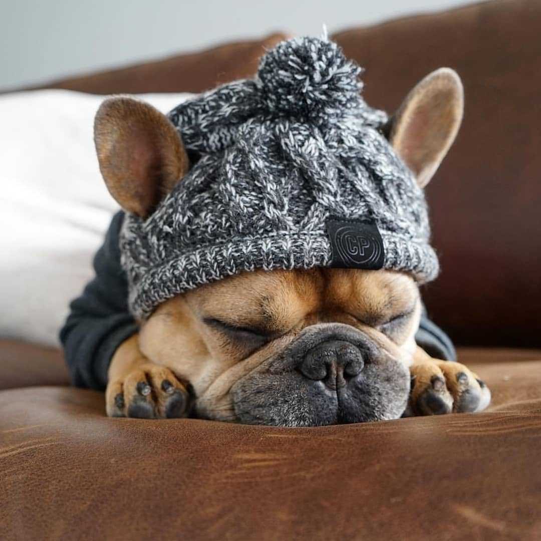 Winter Fashion Dog Hat Windproof Fluffy Knitted Polar Pom Hat  -  - Pets Crazy Shops -