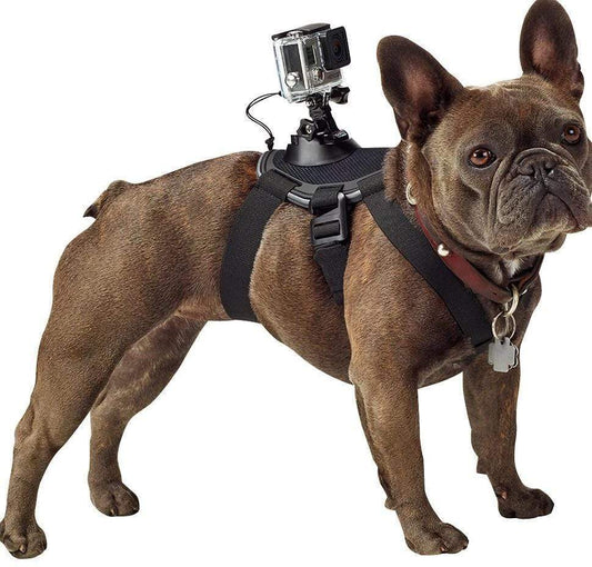 Pet dog with dog chest strap back  -  - Pets Crazy Shops -