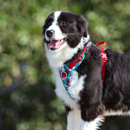 Dog leashes dog chain vest vest straps  -  - Pets Crazy Shops -