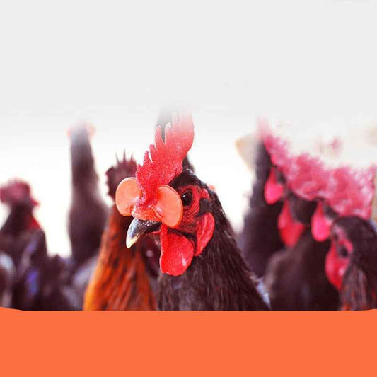Chicken Beak Clasps  -  - Pets Crazy Shops -