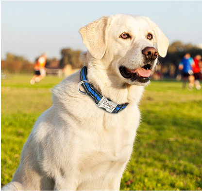Dog Pet Supplies Collars Glow At Night  -  - Pets Crazy Shops -