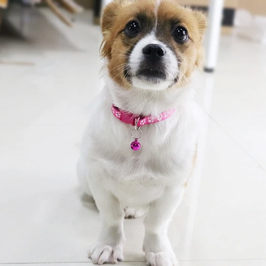 Cat dog bell dog collar cat collar  -  - Pets Crazy Shops -