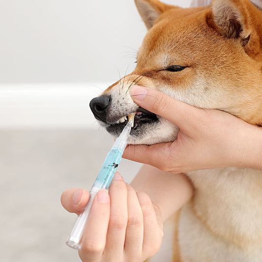 Pet Teeth Repairing Kit For Dog Cat Teeth Cleaning Pen Kit  -  - Pets Crazy Shops -