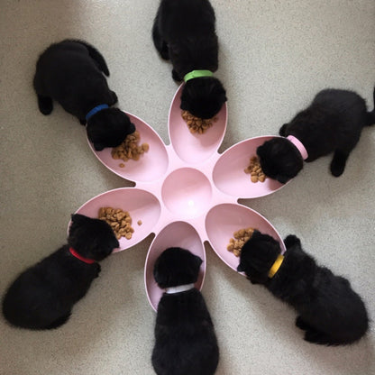 Pet dinner plate  -  - Pets Crazy Shops -