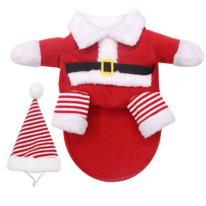 Teddy Pirate Transformed Into Pet Costume  -  - Pets Crazy Shops -