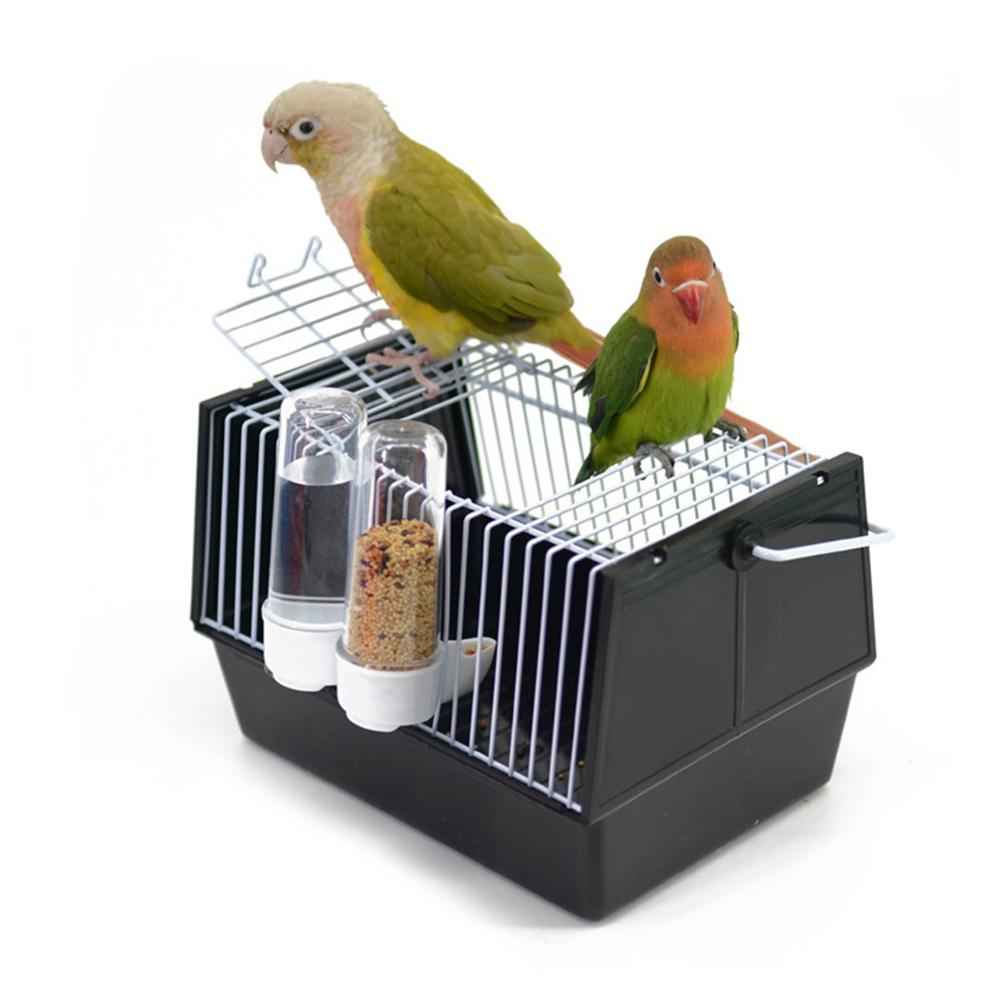 Out of the bird cage  -  - Pets Crazy Shops -
