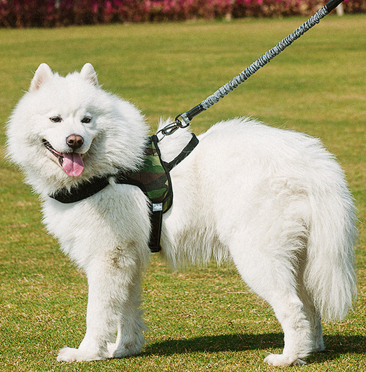 Chest harness dog leash  -  - Pets Crazy Shops -